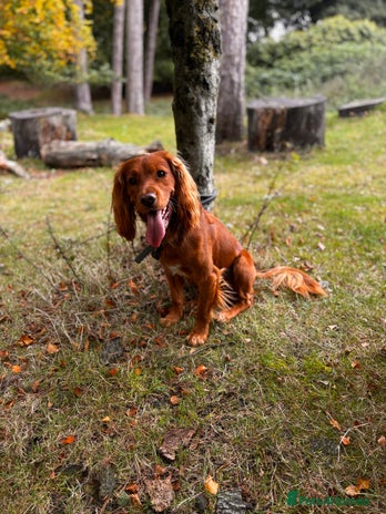 Cocker Spaniel dogs - Advert 1