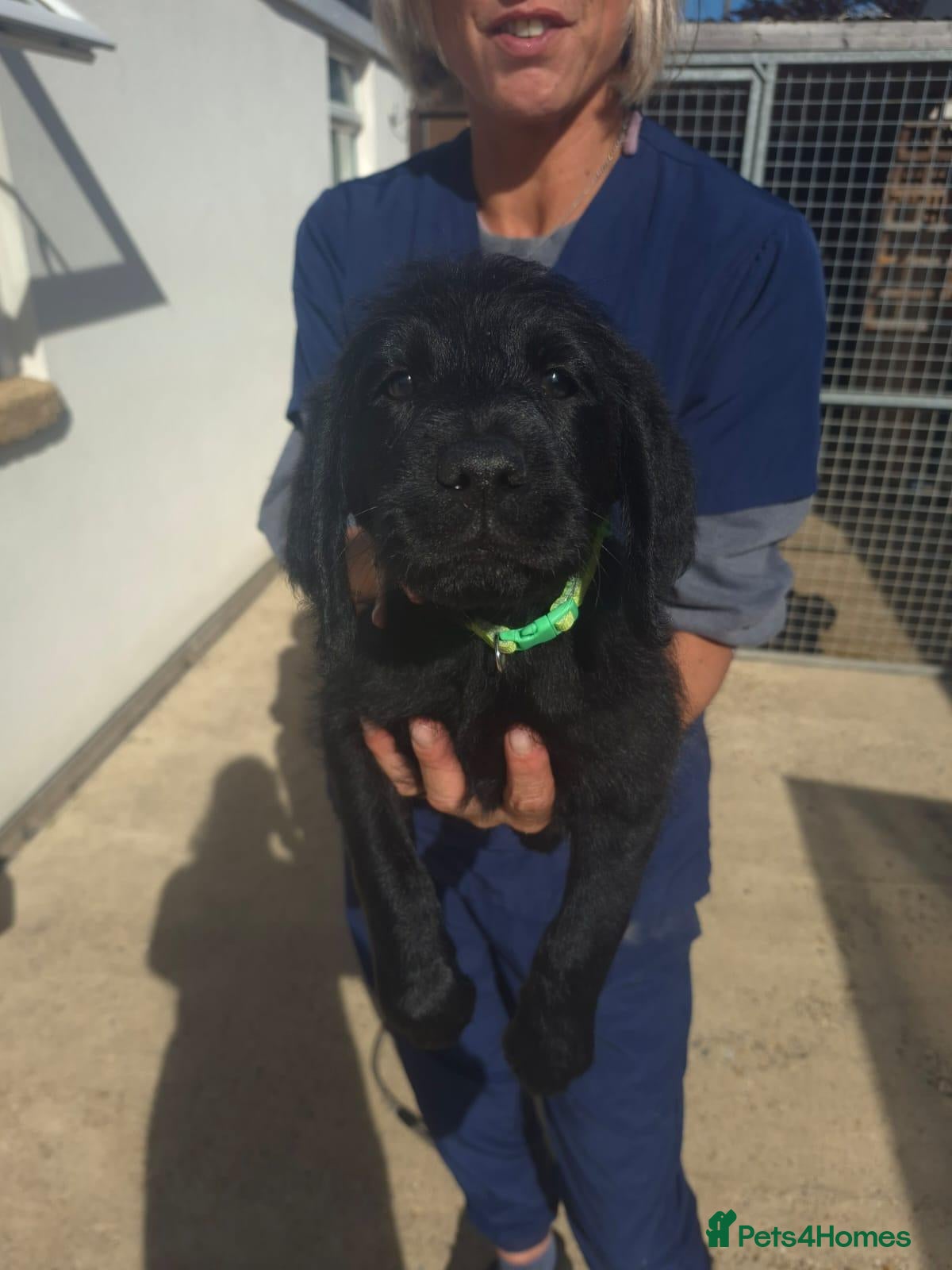 Labradoodle dogs  Ready now, Standard Labradoodle Puppies  - Advert 2