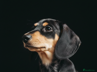 Miniature Dachshund dogs Pra hereditary clear min smooth dachshund - Advert 9