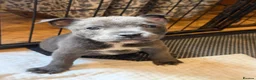 Mixed Breed dogs for sale: Amazing blue Chaffy puppies - Advert 23