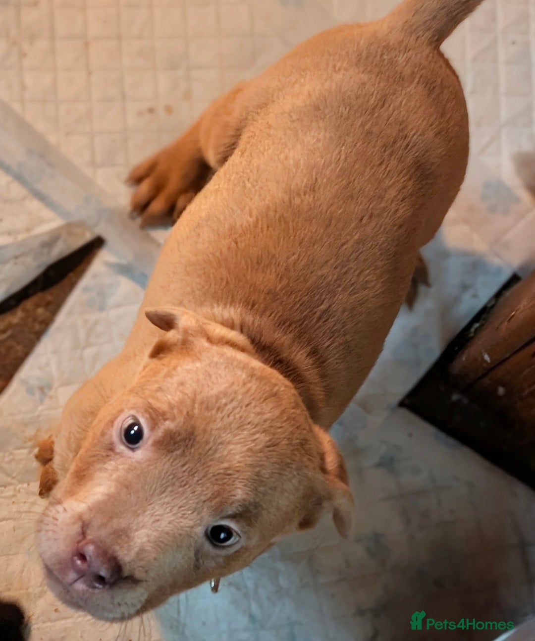 Mixed Breed dogs for sale: F1 MASTADOR PUPPIES FOR SALE  - Advert 7