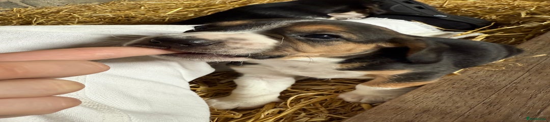 Beagle Puppy 3