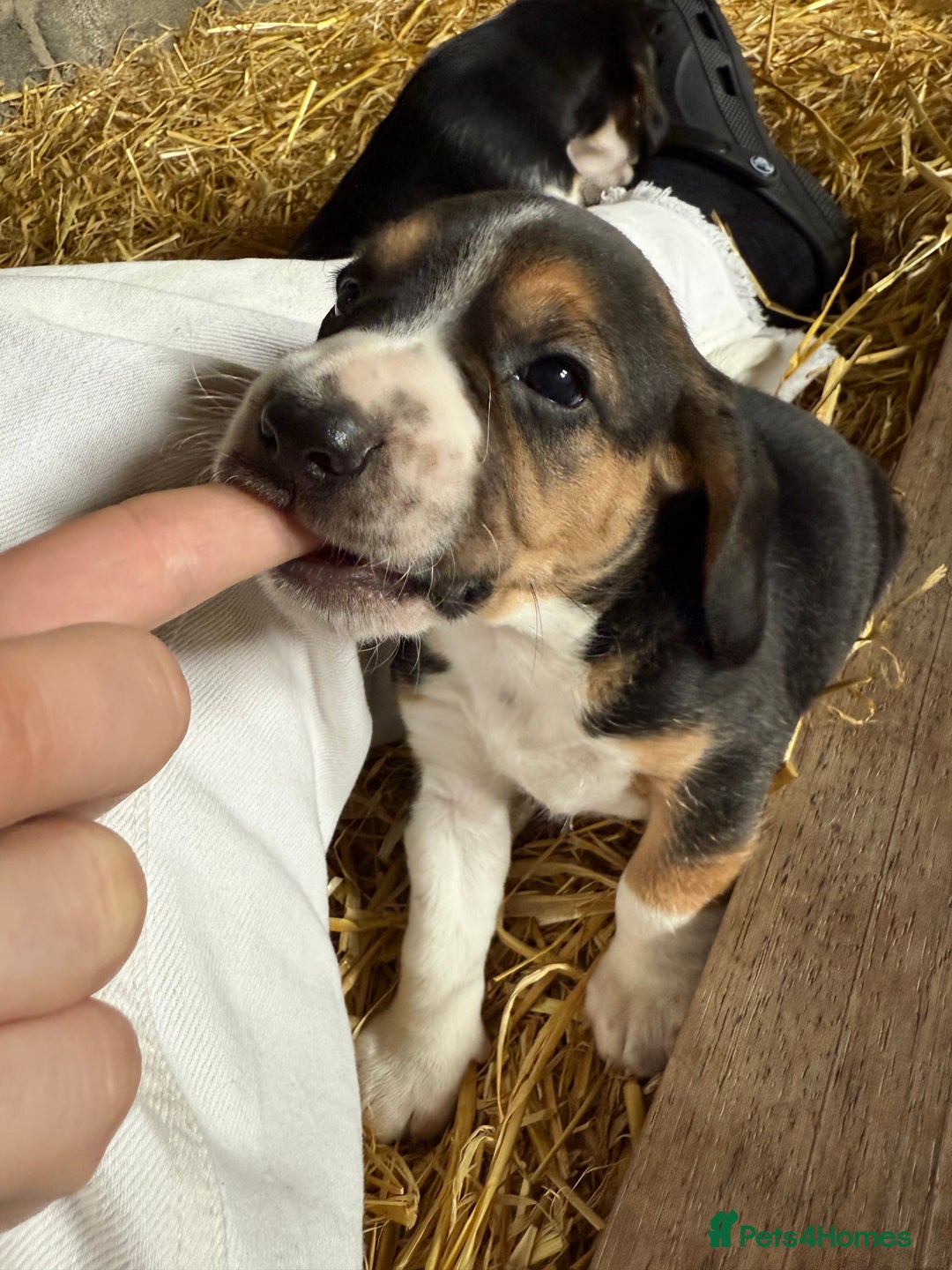 Beagle dogs for sale:  Beagle Pups - Parents DNA Tested - Image 8