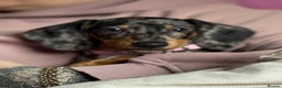 Dachshund dogs for sale: Dapple daschund - Advert 8