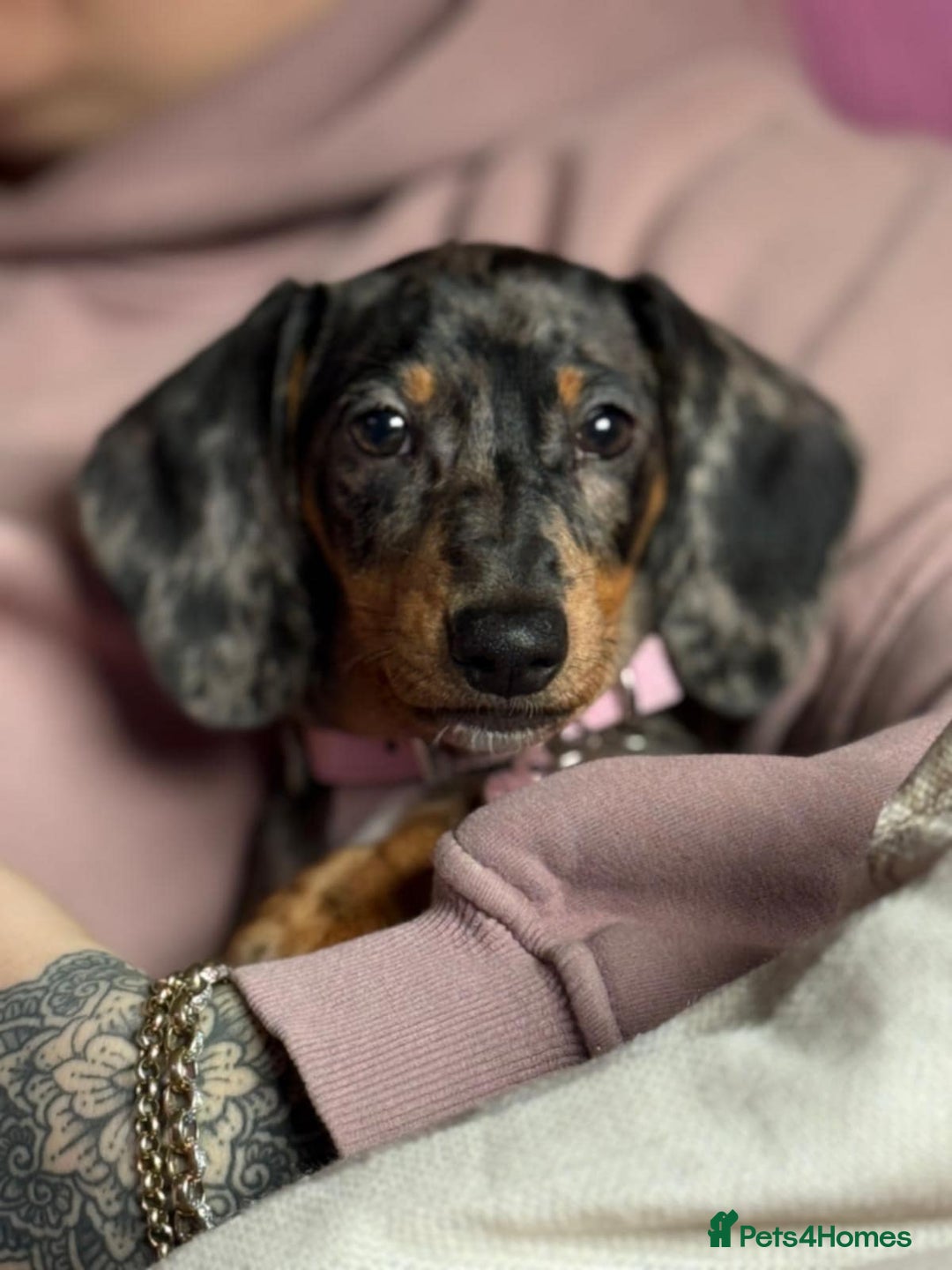 Dachshund dogs for sale: Dapple daschund - Advert 8