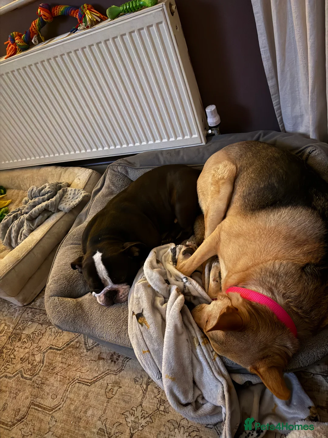 German Shepherd dogs for sale: URGENT REHOMING – FEMALE GERMAN SHEPHERD 🐾 - Advert 2