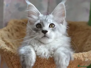 Maine Coon cats Tica Maine Coon kittens for reservation - Advert 4
