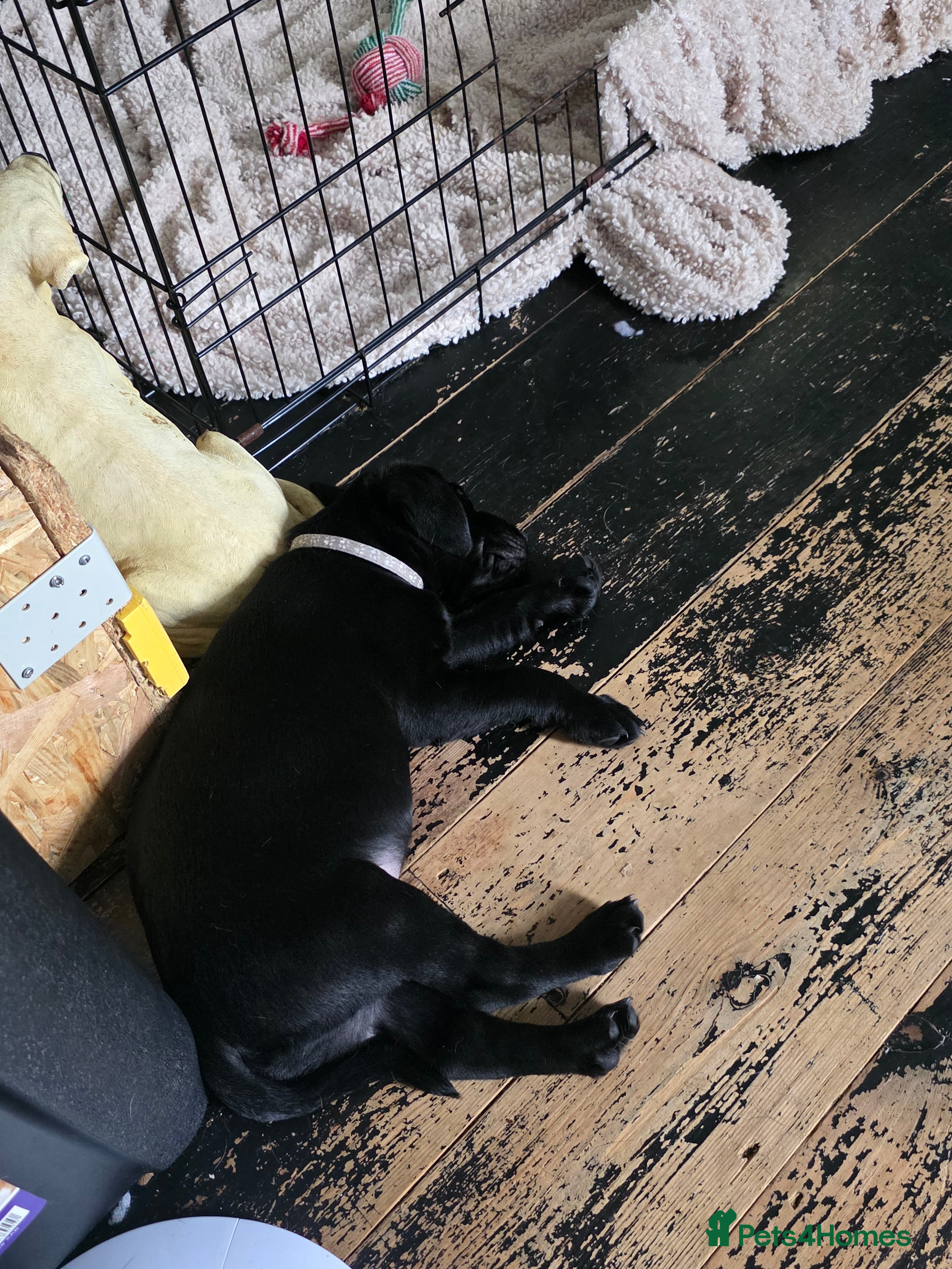 Labrador Retriever dogs for sale: 2 Non KC Labrador puppies in Withernsea - Advert 6