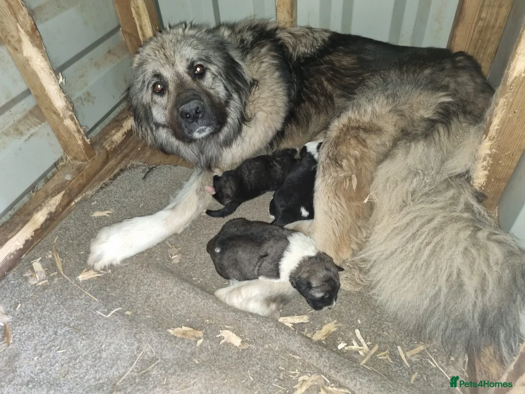 Caucasian Shepherd Dog dogs for sale: Beautiful Caucasian shepherd puppies in Radstock - Advert 3