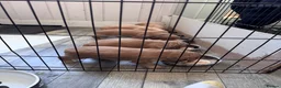 Cocker Spaniel dogs for sale: Working cocker spaniel  - Advert 15