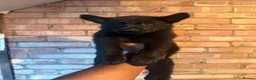 German Shepherd dogs for sale: German Shepherd puppies for sale!!! in Luton - Advert 6
