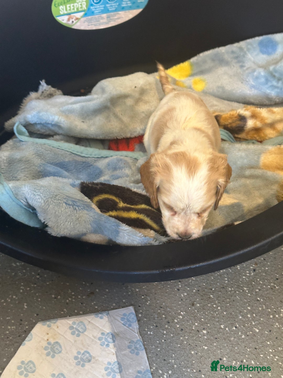 Cocker Spaniel dogs for sale: 1 boy available orange roan  - Advert 24