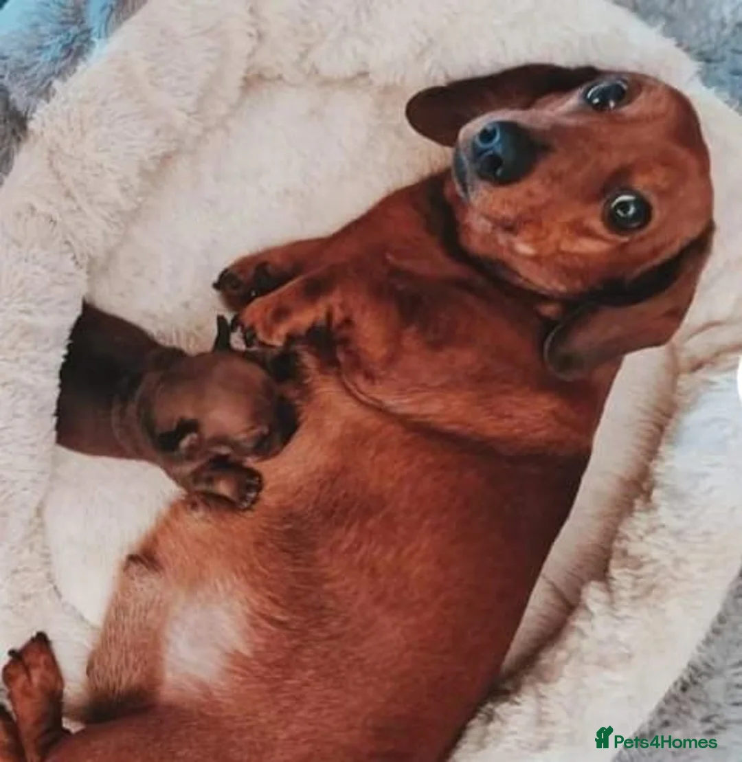Dachshund dogs for sale: Long Haired True Minature kc Dachshund - Advert 2