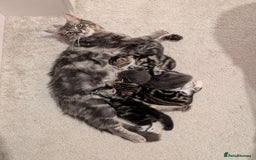 Domestic Shorthair cats for sale: Super stunning kittens - Image 24