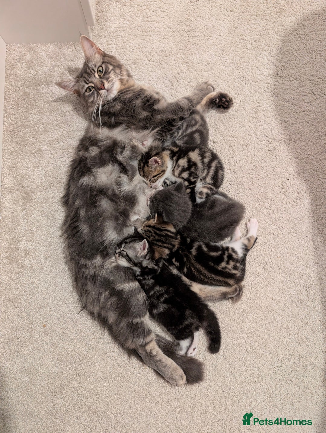 Domestic Shorthair cats for sale: Super stunning kittens - Image 24