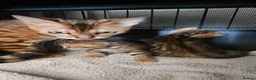 Bengal cats for sale: TICA reg neutered full bengal kittens - Advert 27