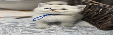 British Shorthair Dark Blue Collar