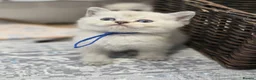 British Shorthair cats for sale: Beautiful White British Shorthair adorable Kittens - Advert 2