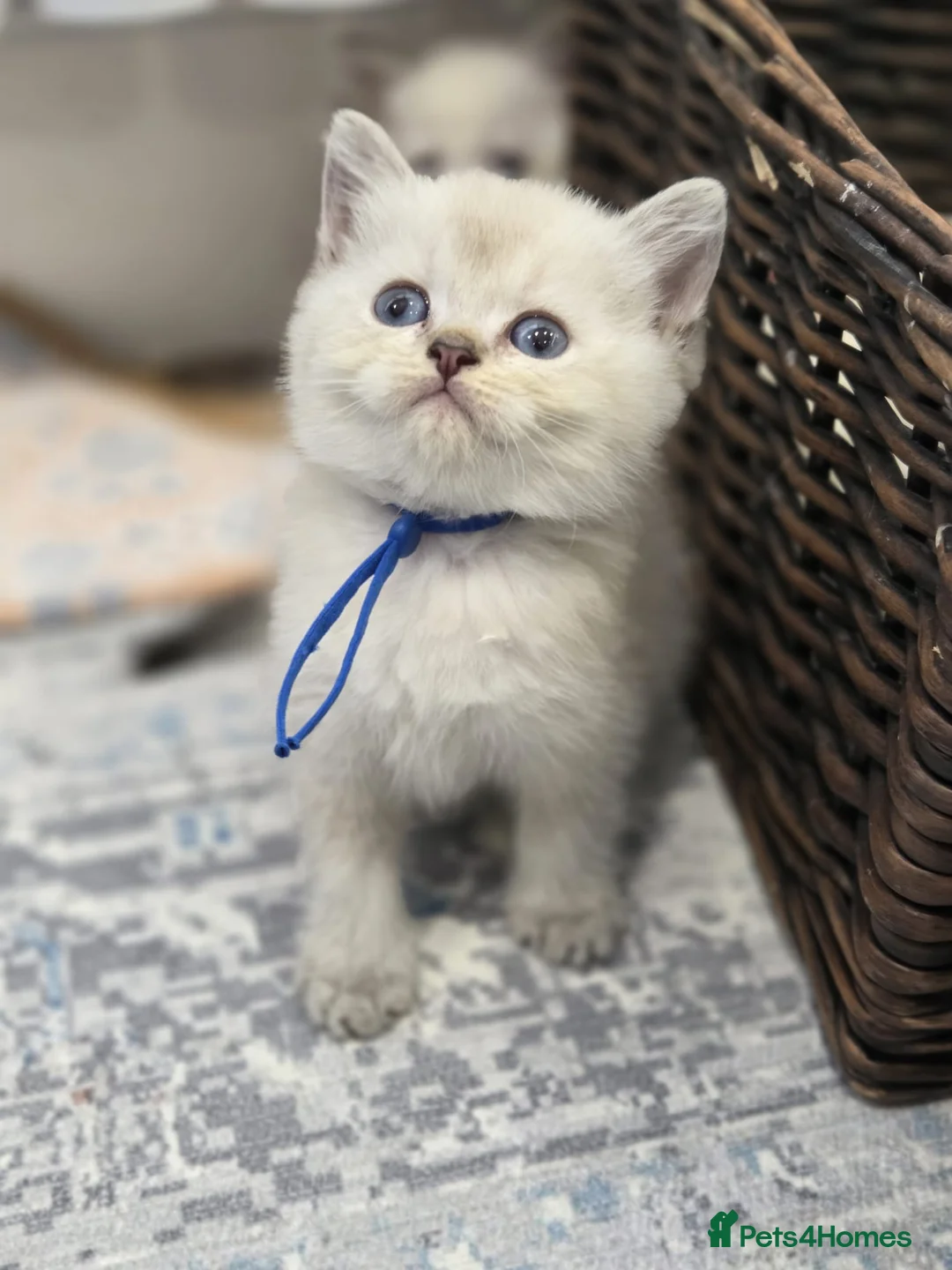 British Shorthair cats for sale: Beautiful White British Shorthair adorable Kittens - Advert 2