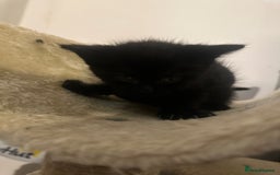 Mixed Breed cats for sale: Black and white kittens looking for loving home  - Image 14