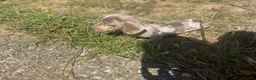 Miniature Dachshund dogs for sale: Miniature dachshund puppy  - Advert 3