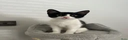 Mixed Breed cats for sale: Boy and girl kittens  - Advert 3