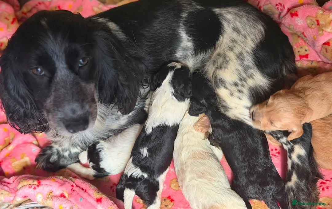 Cockapoo dogs for sale: Our beautiful cockapoo puppies - Advert 1