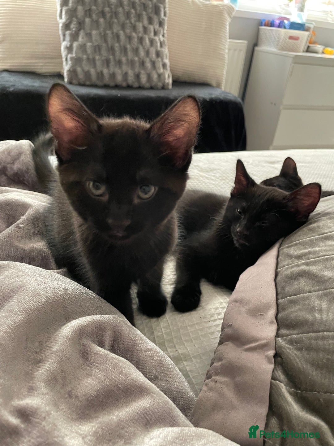 Mixed Breed cats for sale: Kittens for sale ready to leave  - Image 1