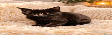 British Shorthair 1