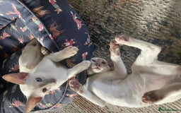 Siamese cats for sale: Siamese kittens looking for new families 🐱 - Image 1