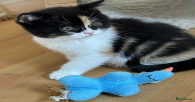 British Shorthair cats - Advert 10