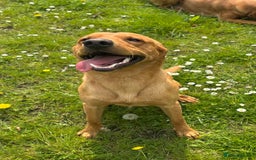 Labrador Retriever dogs for sale: Plump little Red Labrador Puppies! - Image 12