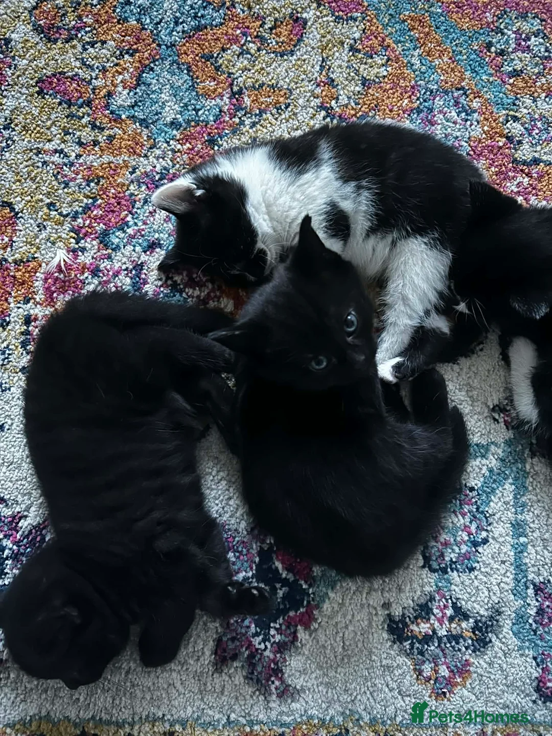 Mixed Breed cats for sale: Kittens  - Advert 2