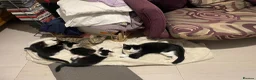 Mixed Breed cats for sale: Gorgeous kittens  in Norwich - Advert 1