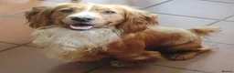 Cocker Spaniel dogs for sale: KC Registered Female cocker spaniel puppy  - Advert 5