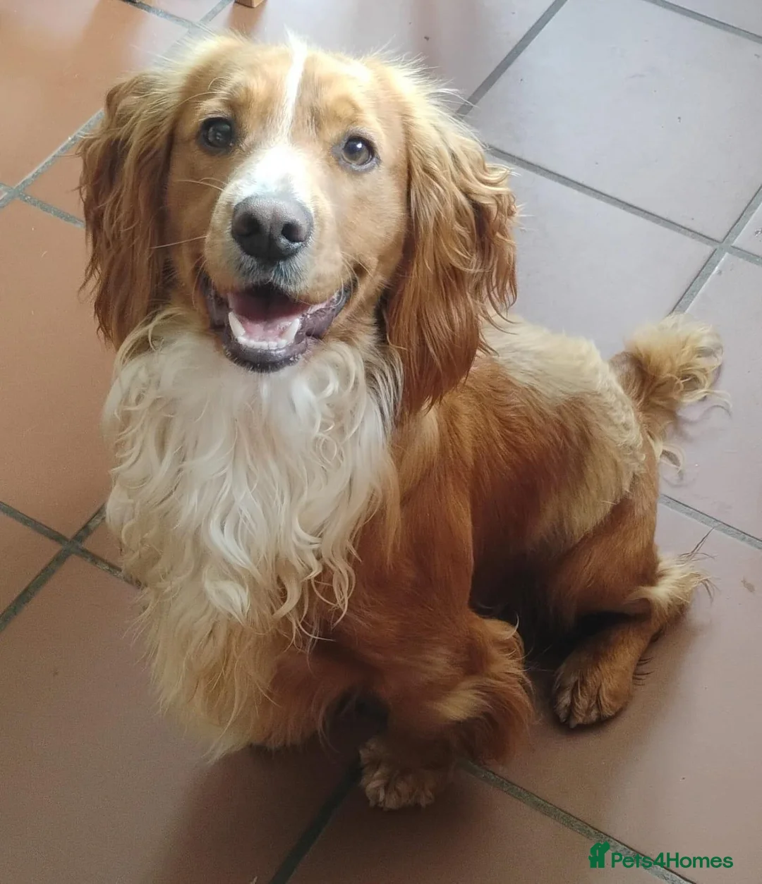 Cocker Spaniel dogs for sale: KC Registered Female cocker spaniel puppy  - Advert 5