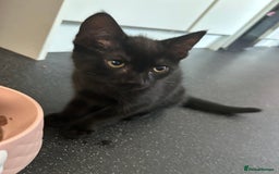 Bengal cats for sale: Ready now !  in Tredegar - Image 13