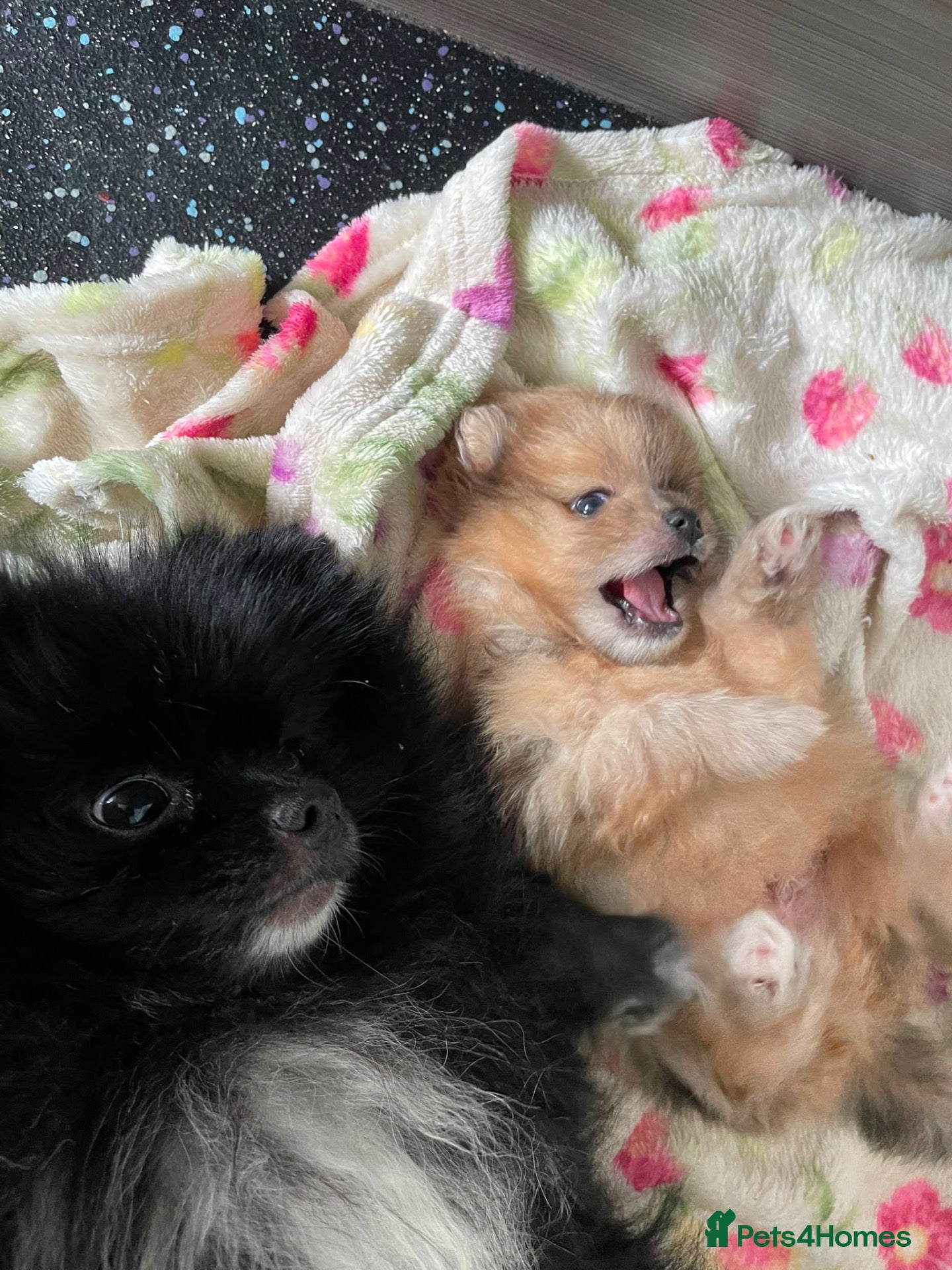 Pomeranian dogs Beautiful sable merle pomeranian boy  - Advert 21