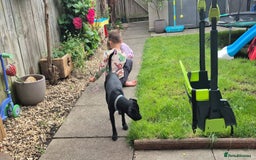 Patterdale Terrier dogs for sale: Kolbe  - Image 5