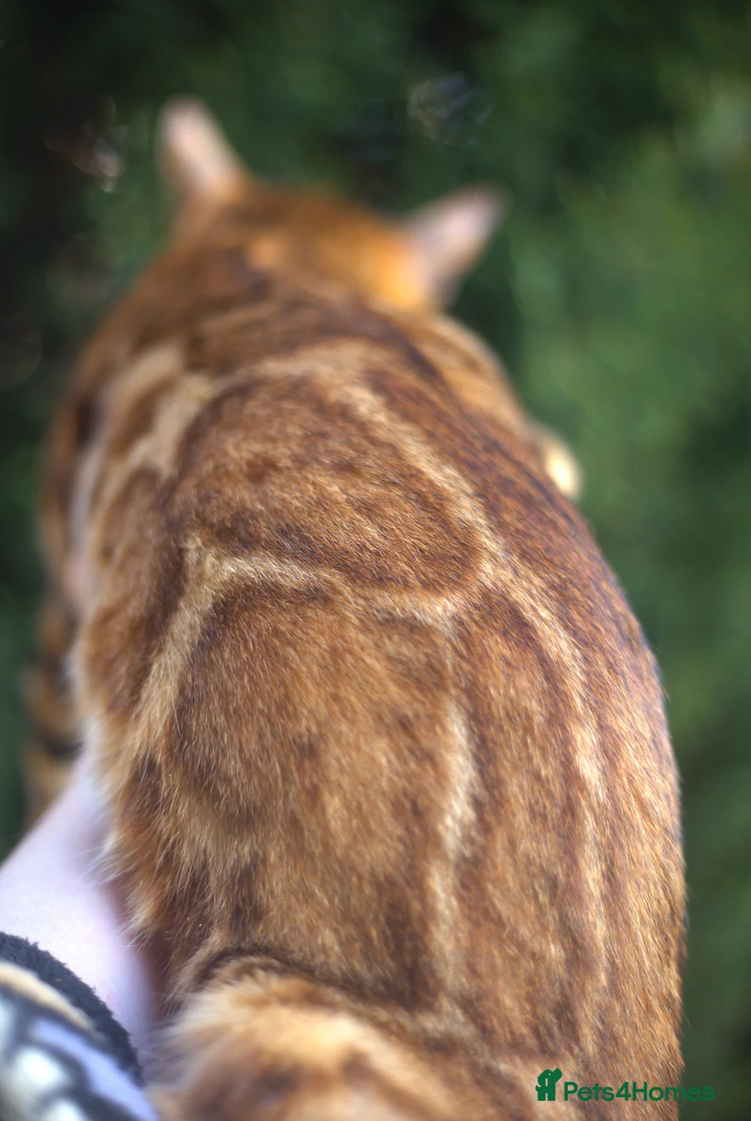 Bengal cats for sale: Unique Line Bengals Expected  - Advert 20