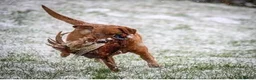 Labrador Retriever dogs for sale: KC Registered Working Labrador litter in Stockton-on-Tees - Advert 10