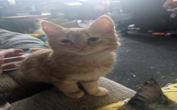 Scottish Fold cats for sale: Kittens  - Image 3