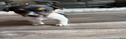 Mixed Breed dogs for sale: Beautiful mix of Sealyham terrier x jackrussel  - Advert 12