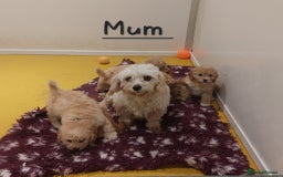 Cavachon dogs for sale: Cavapoochon puppies 🥰 - Image 16