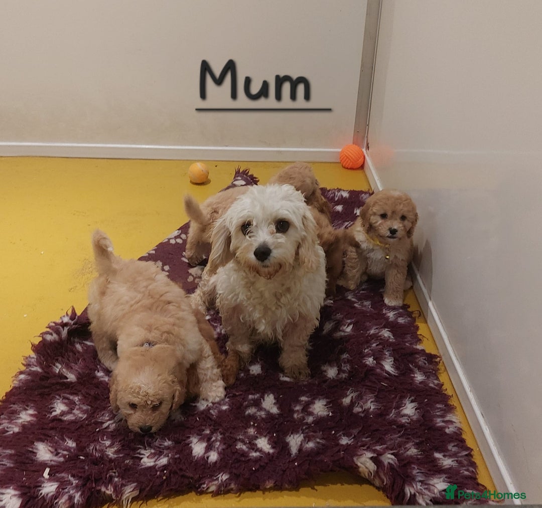 Cavachon dogs for sale: Cavapoochon puppies 🥰 - Image 16