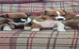Jack Russell dogs for sale: Traditional Jack Russell Pups DNA Health Tested  - Image 18