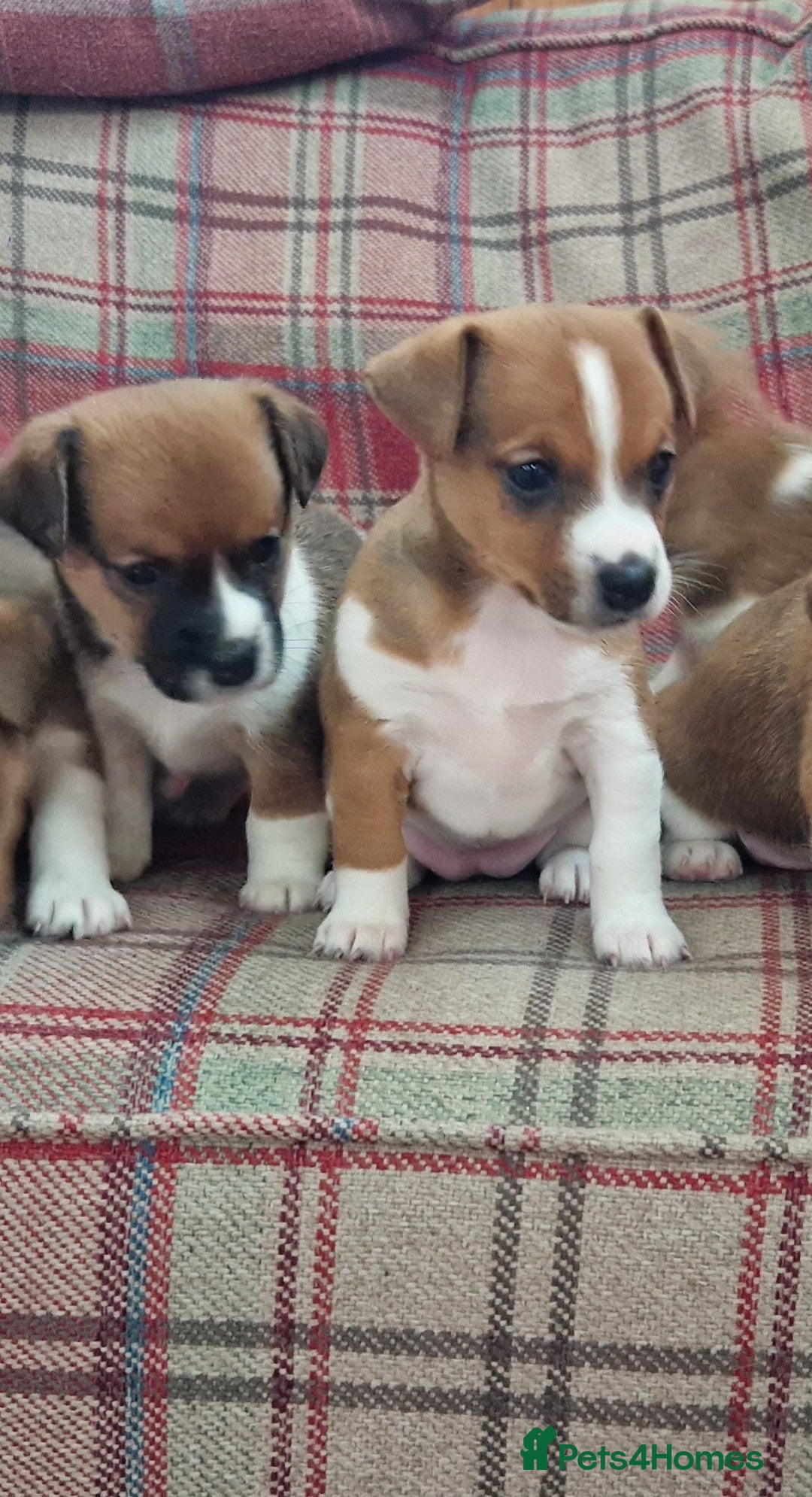 Jack Russell dogs for sale: Traditional Jack Russell Pups DNA Health Tested  - Image 18