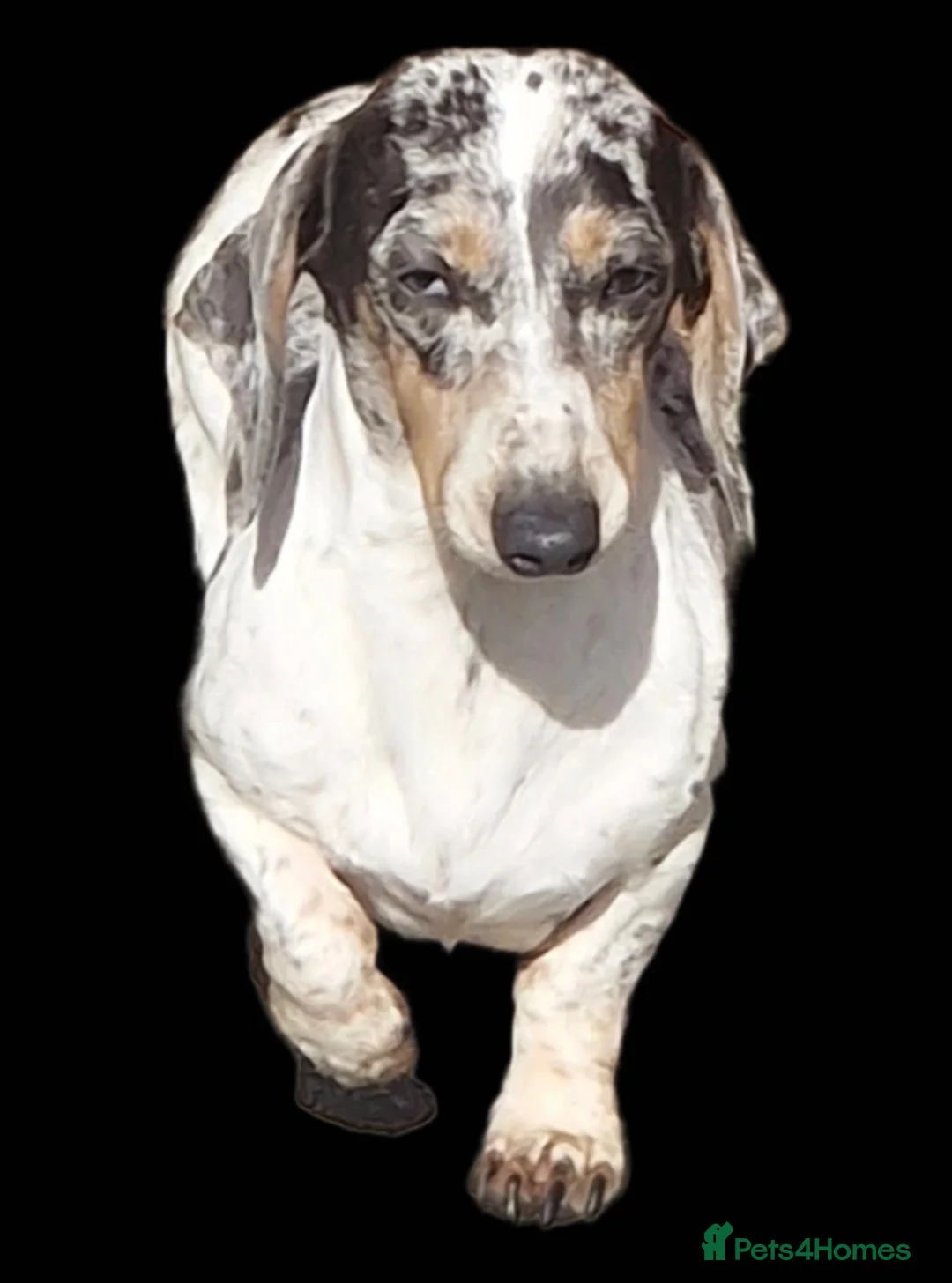 Miniature Dachshund dogs for stud: PRA CLEAR BLUE PIED DAPPLE MINIATURE DACHSHUND - Advert 2