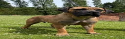 Boerboel dogs for sale: Females available from Topguard Kennels   - Advert 3
