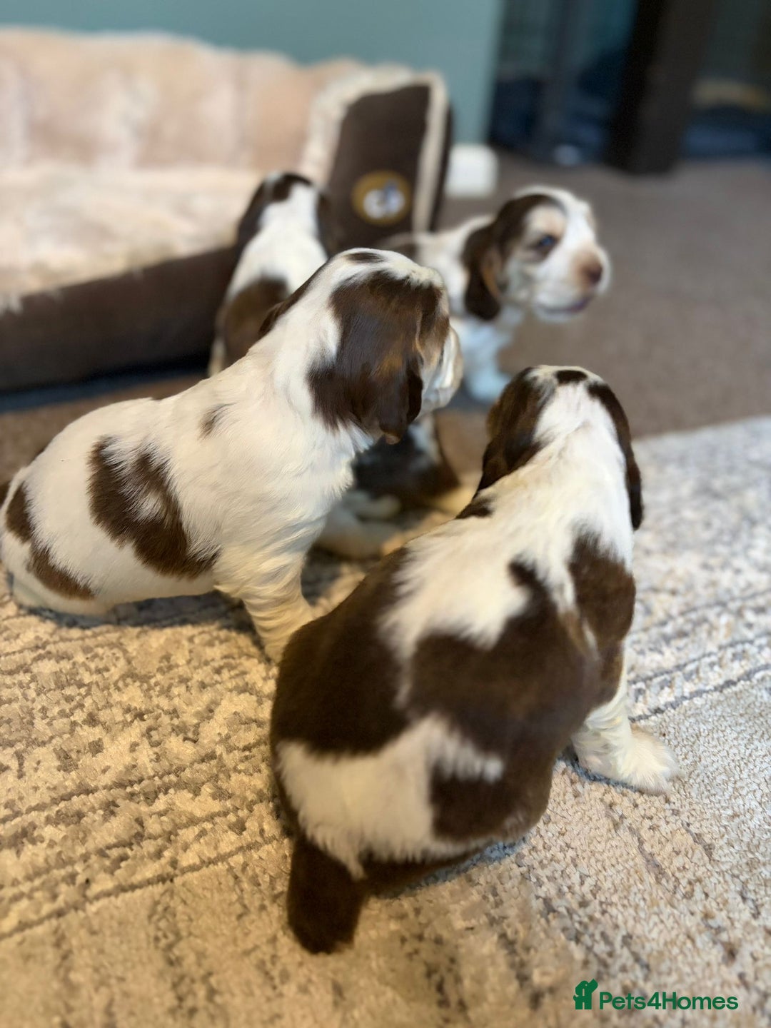 Cocker Spaniel dogs for sale: 🩷Stunning chocolate sable roan show type cocker🩷 - Advert 19